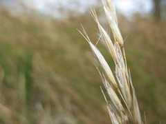 Rytidosperma unarede