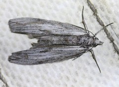 Grossbeckia semimaculata