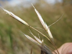 Rytidosperma unarede