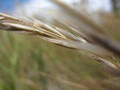 Rytidosperma unarede