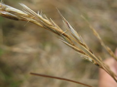 Rytidosperma unarede