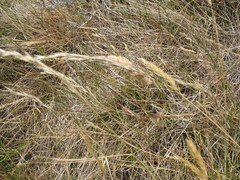 Rytidosperma unarede