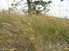 Rytidosperma unarede