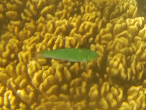 Bluehead wrasse (Thalassoma amblycephalum) — Labridae