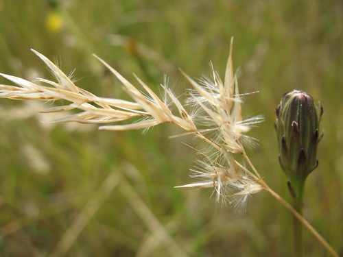 Rytidosperma gracile