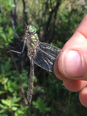 Somatochlora hudsonica
