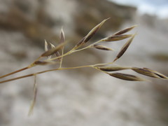 Rytidosperma buchananii