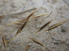 Rytidosperma buchananii