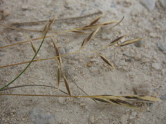 Rytidosperma buchananii