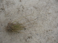 Rytidosperma buchananii