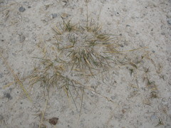 Rytidosperma buchananii