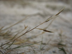 Rytidosperma buchananii