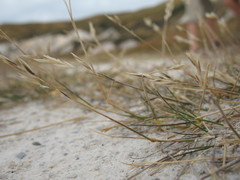 Rytidosperma buchananii