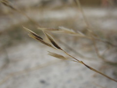 Rytidosperma buchananii