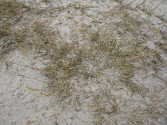 Rytidosperma buchananii