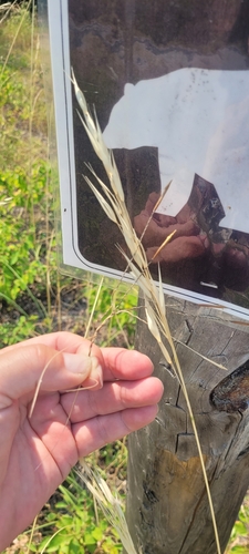 Image of porcupine needlegrass by no rights reserved