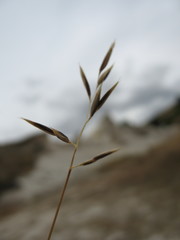 Rytidosperma buchananii