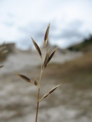 Rytidosperma buchananii