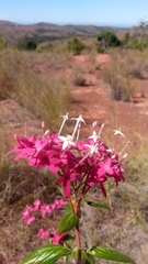 Carphalea
