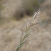 Rytidosperma clavatum - Photo (c) Aelys M. Humphreys, algunos derechos reservados (CC BY-NC), subido por Aelys M. Humphreys