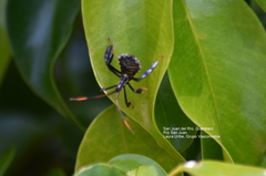 Coreidae
