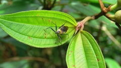 Biasticus flavinotus