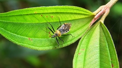 Biasticus flavinotus