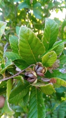 Tetracera