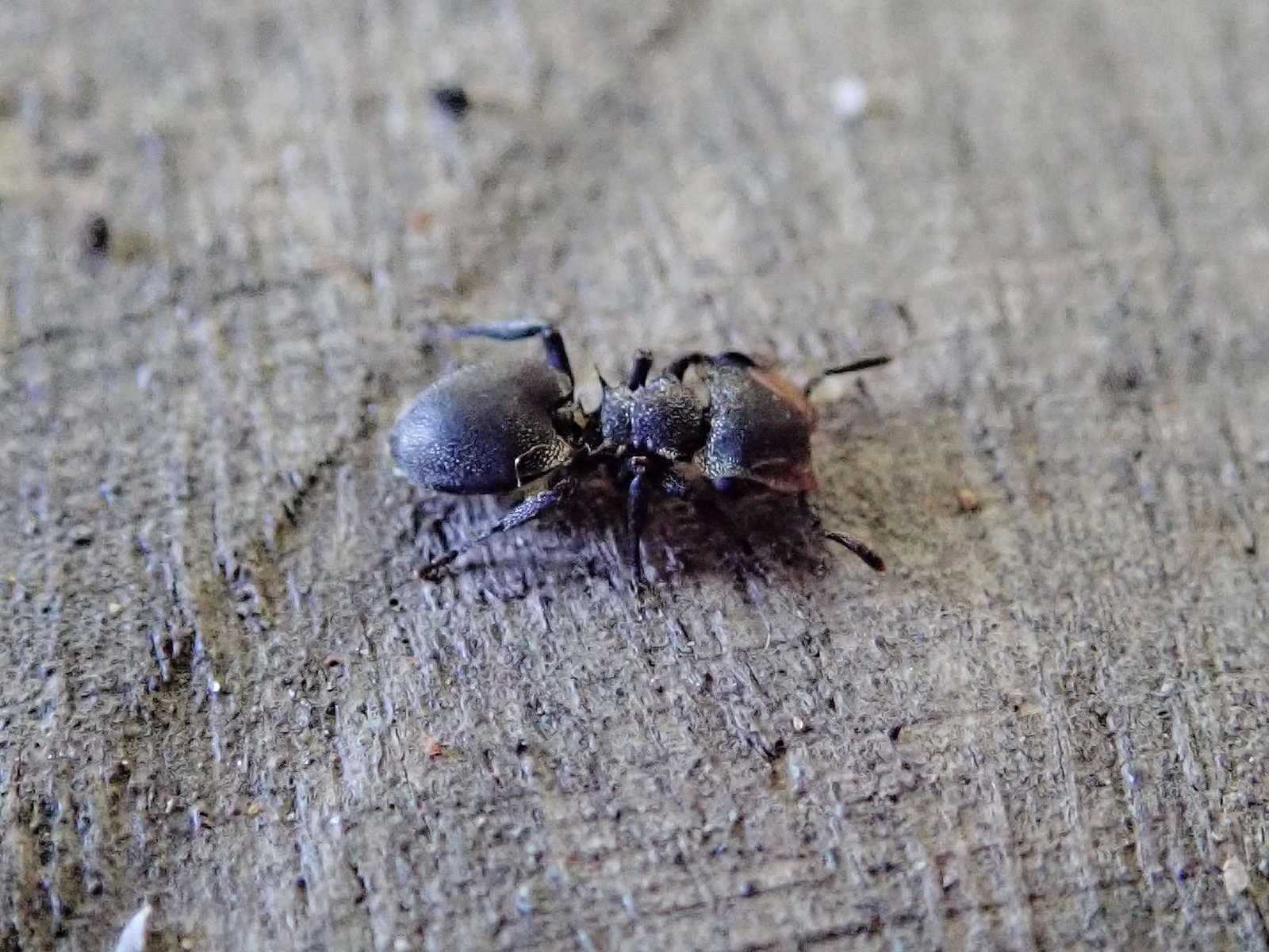Cephalotes christopherseni