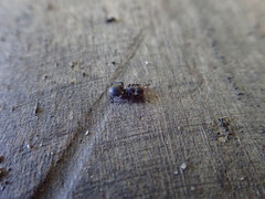 Cephalotes christopherseni