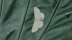 Catoria sublavaria