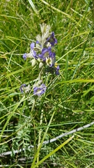 Polemonium occidentale