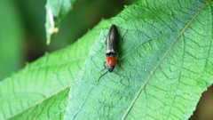 Ludioschema obscuripes