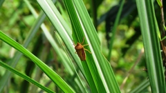 Megarrhamphus tibialis