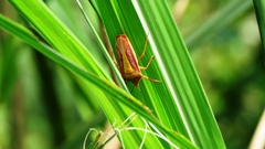 Megarrhamphus tibialis