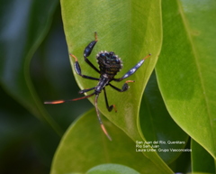 Coreidae