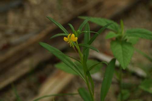 Cleome hemsleyana (Cleome hemsleyana)