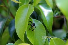 Coreidae