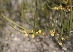 Acacia granitica