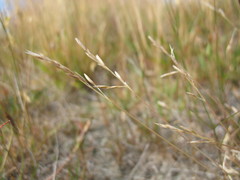 Rytidosperma thomsonii