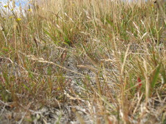 Rytidosperma thomsonii