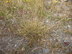 Rytidosperma thomsonii