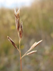 Rytidosperma thomsonii