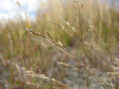 Rytidosperma thomsonii