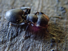 Cephalotes christopherseni