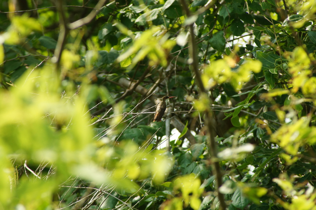 Cinnamon-sided Hummingbird