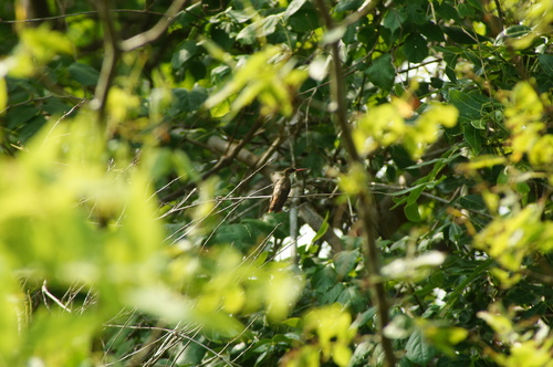 Cinnamon-sided Hummingbird