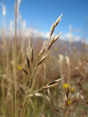 Rytidosperma buchananii