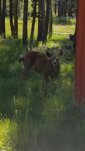 iNaturalist observation photo of Mule Deer