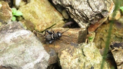 Teleogryllus mitratus